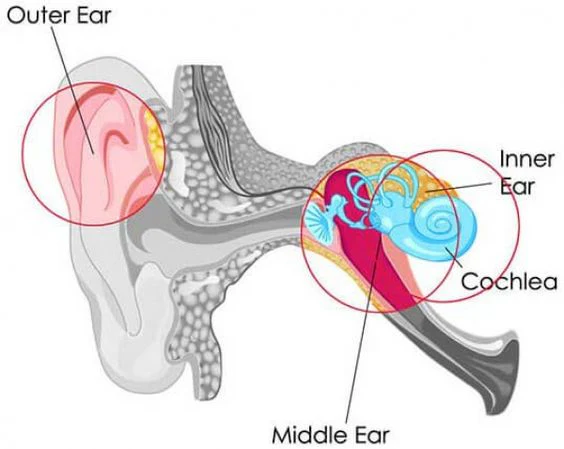 Design and Comfort LINNER OTC Hearing Aids 2